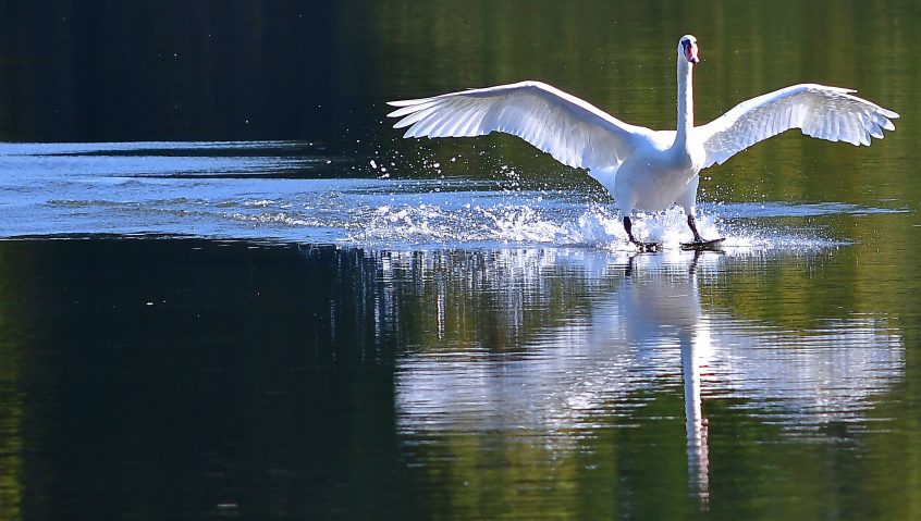 Mute Swan (Don Tyzack)