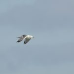 Caspian Gull, West Molesey (D Harris).