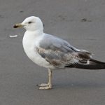 Yellow-legged Gull, Rotherhithe (R Bonser).