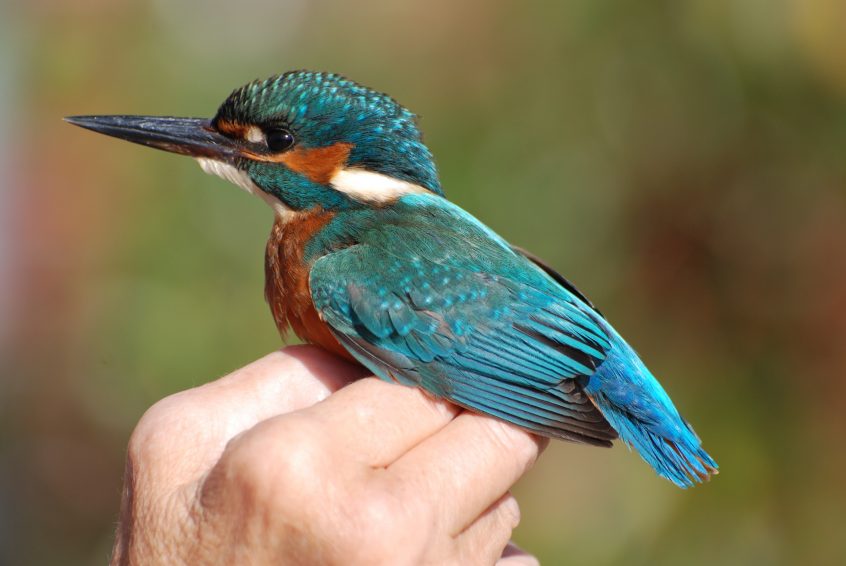 Kingfisher