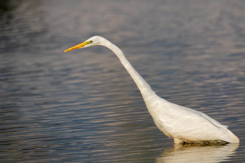 Great Egret, Richmond Park (D Muthalib).