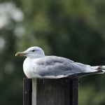 Caspian Gull, Walton-on-Thames (D Harris).
