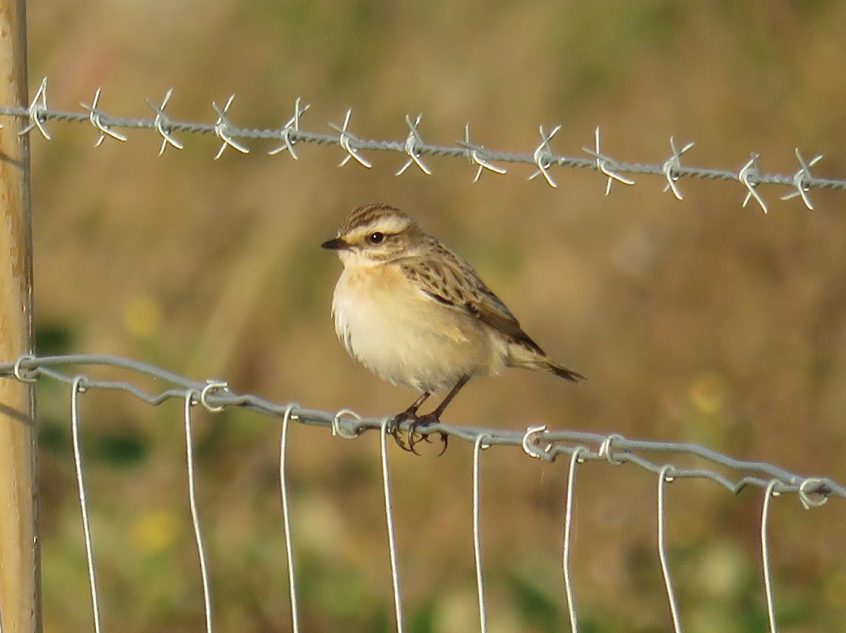 Whinchat, Beddington Farmlands (S Gale).