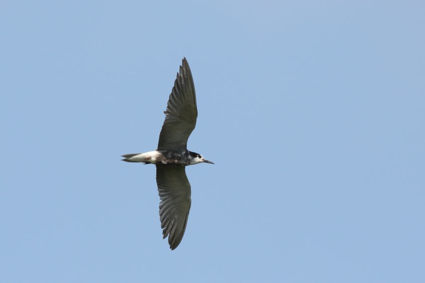 Black Tern, 01/08/2019 (Dave Harris)