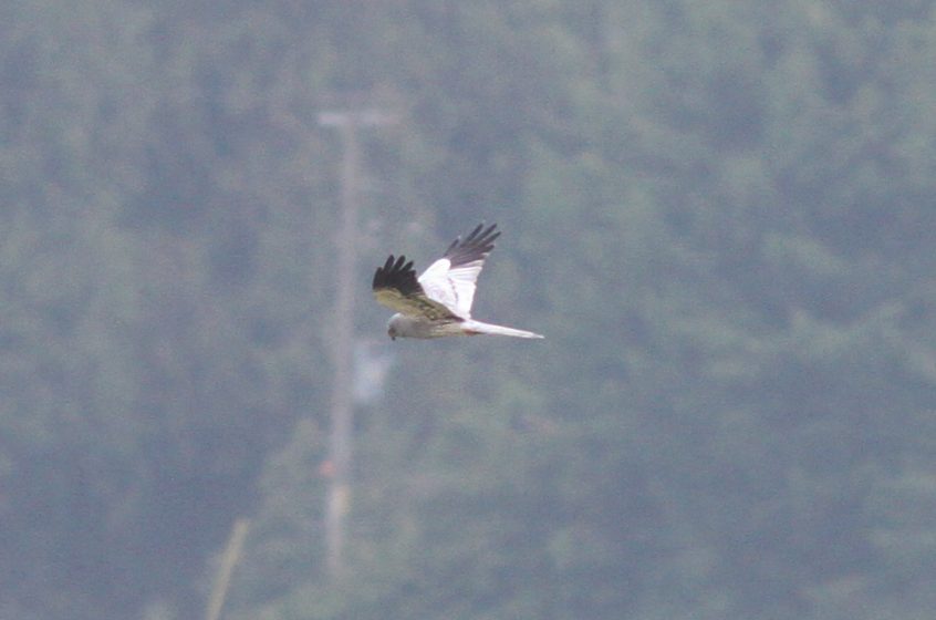 Montagu's Harrier, Tice's Meadow (R Seargent).