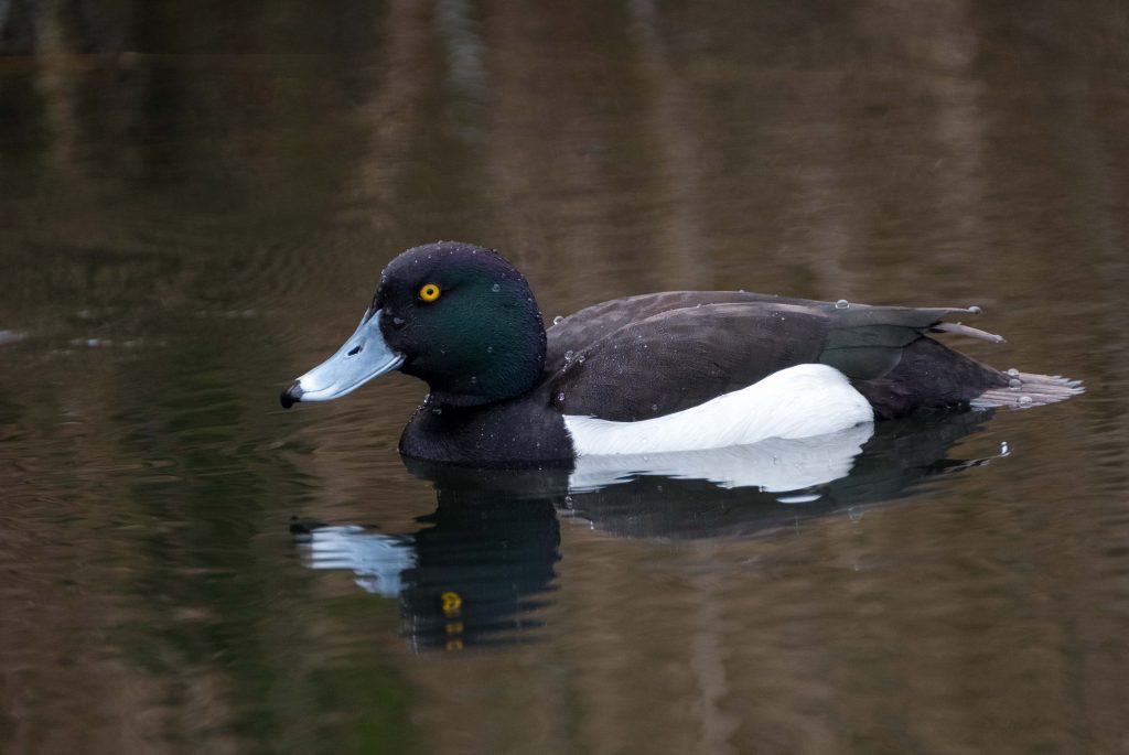 Tufted duck found at Papercourt