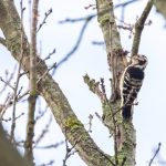 Lesser Spotted Woodpecker, Richmond Park (P Redmond).