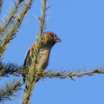 Hawfinch, Effingham Forest (J Snell).