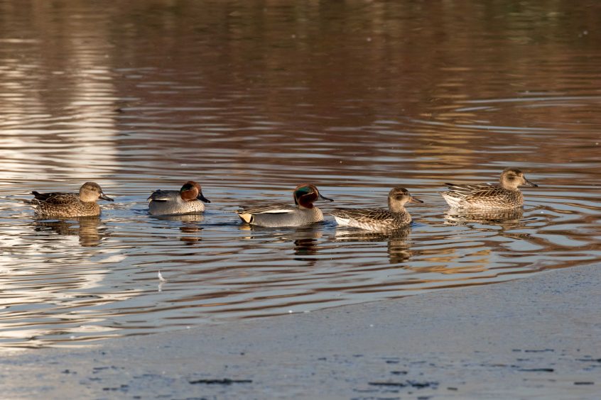 Teal, London Wetland Centre, 18/01/2017 (J Drewett)