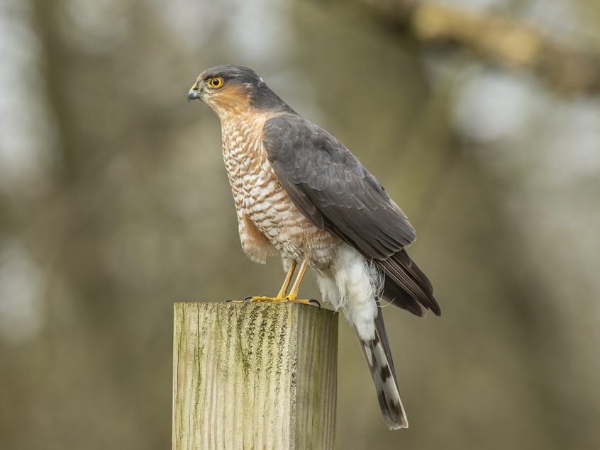 Sparrowhawk, Putney Heath, 02/02/2020 (L Evans-Hill)