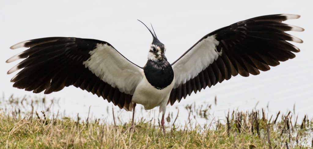 Lapwing, by Philip Croft, BTO