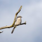 Great Grey Shrike, Frensham Common (Mike Arps).