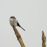 Great Grey Shrike, Frensham Common (D Campbell).