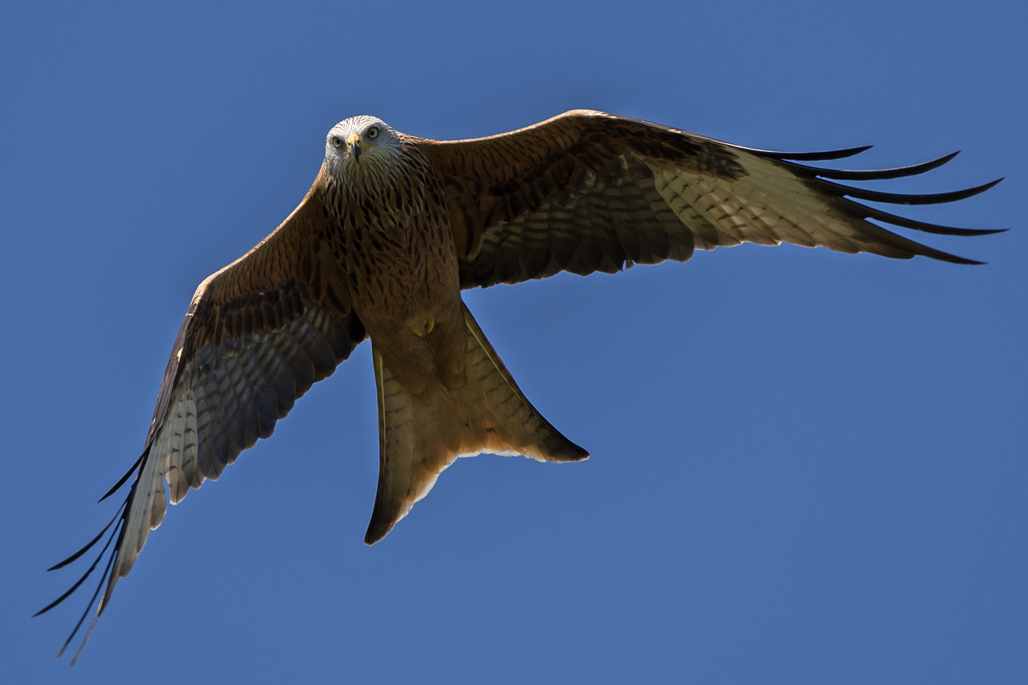 Photographs Surrey Bird Club