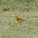 Yellow Wagtail, Shackleford (E Stubbs).