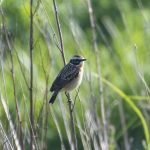 Whinchat, Shackleford (E Stubbs).