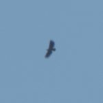 White-tailed Eagle, Worcester Park (I Rowe).