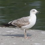 Yellow-legged Gull, Rotherhithe (R Bonser).