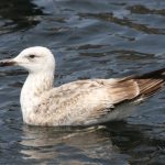 Caspian Gull, Rotherhithe (R Bonser).