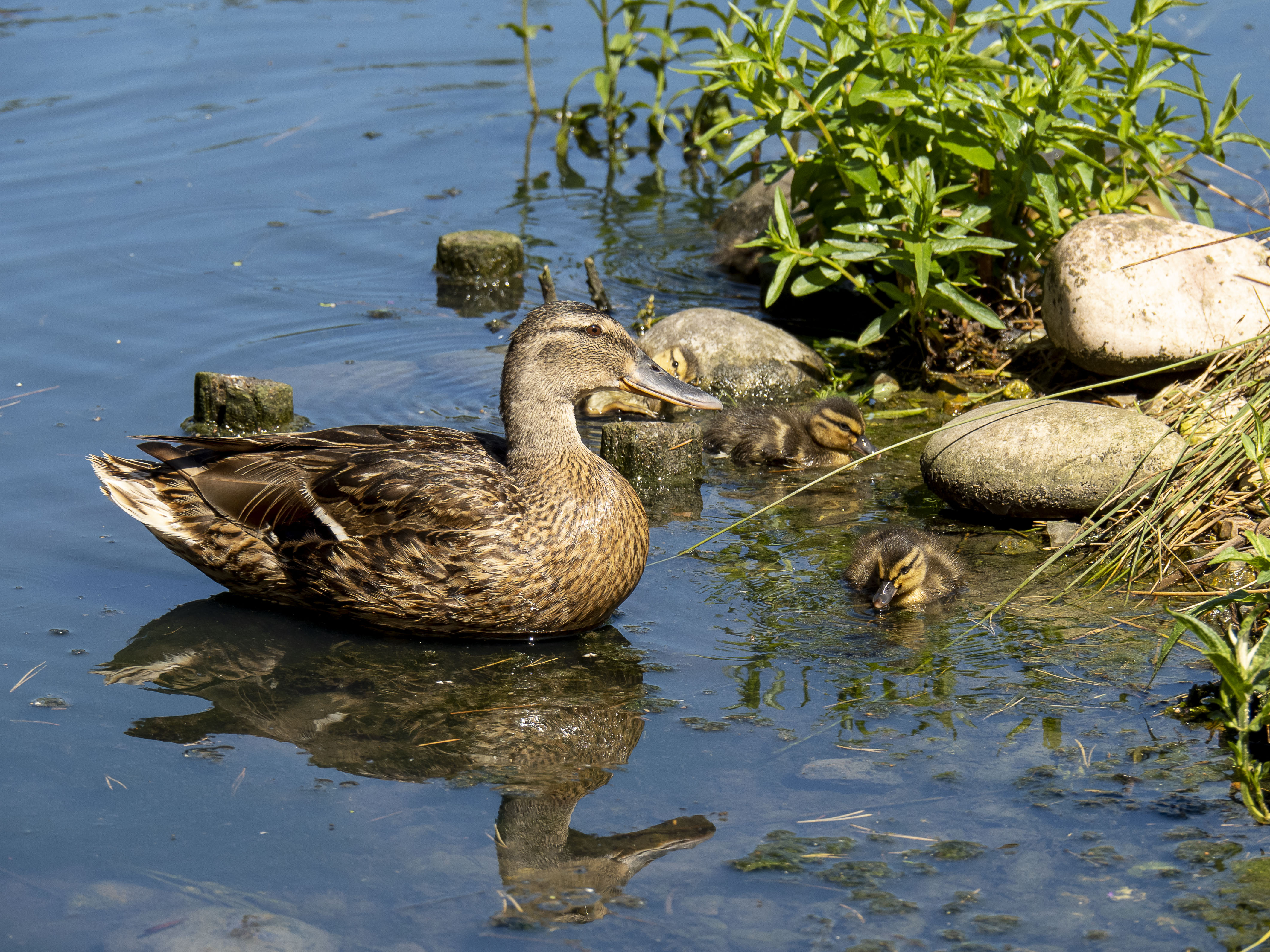 Mallard, London Wetland Centre, Barnes 30/07/20 (J Drewett)