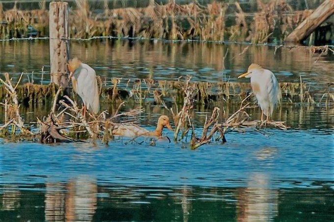 Cattle Egrets, Tice's Meadow (C Varndell).