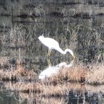 Great Egret, Tice's Meadow (J Hunt).