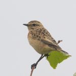 Whinchat, Shackleford (E Stubbs).