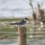 Black Tern, Tice's Meadow (J Hunt).