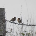Whinchats, Pewley Down (M Kettell).