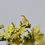 Whinchat, West Clandon (M Phelps).
