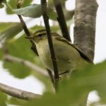 Yellow-browed Warbler, Rotherhithe (R Page-Jones).