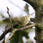 Yellow-browed Warbler, Rotherhithe (R Page-Jones).