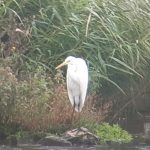 Great Egret, London Wetland Centre (J Klavins).
