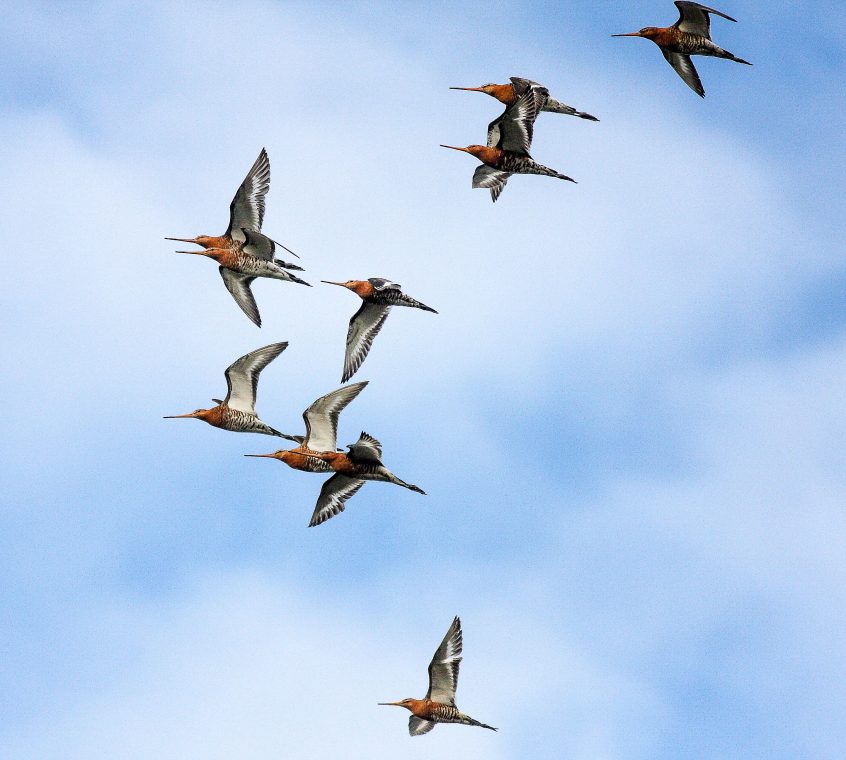 Black-Tailed Godwits, Dave Harris