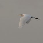 Great Egret, Molesey (C Turner).