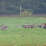 Russian White-fronted Geese, Betchworth (M Davis).