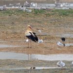 White Stork, Beddington Farmlands (J Drewett)
