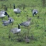 White-fronted Geese, Unstead SF (E Stubbs).