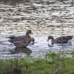 White-fronted Geese, Unstead Water Meadows (E Stubbs).