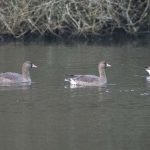 White-fronted Geese, Snowdenham Mill Pond (E Stubbs).