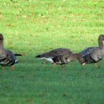 Russian White-fronted Geese, Betchworth (S Ferguson).