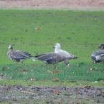 White-fronted Geese, Clapham Common (N Rutter).
