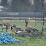 White-fronted Geese, Barnes (S Patel).