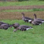 White-fronted Geese, Burpham (S Chastell).