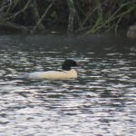 Goosander, Pennymead Lake (S Chastell).