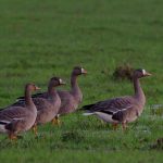 White-fronted Geese, Betchworth (B Clough).