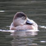 Ring-necked Duck, Reigate (S Ferguson).