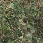 Yellow-browed Warbler, Molesey Heath (D Harris).