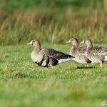 Russian White-fronted Geese, Old Woking (A Wilson).
