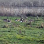 White-fronted Geese, Burpham (G Norman).